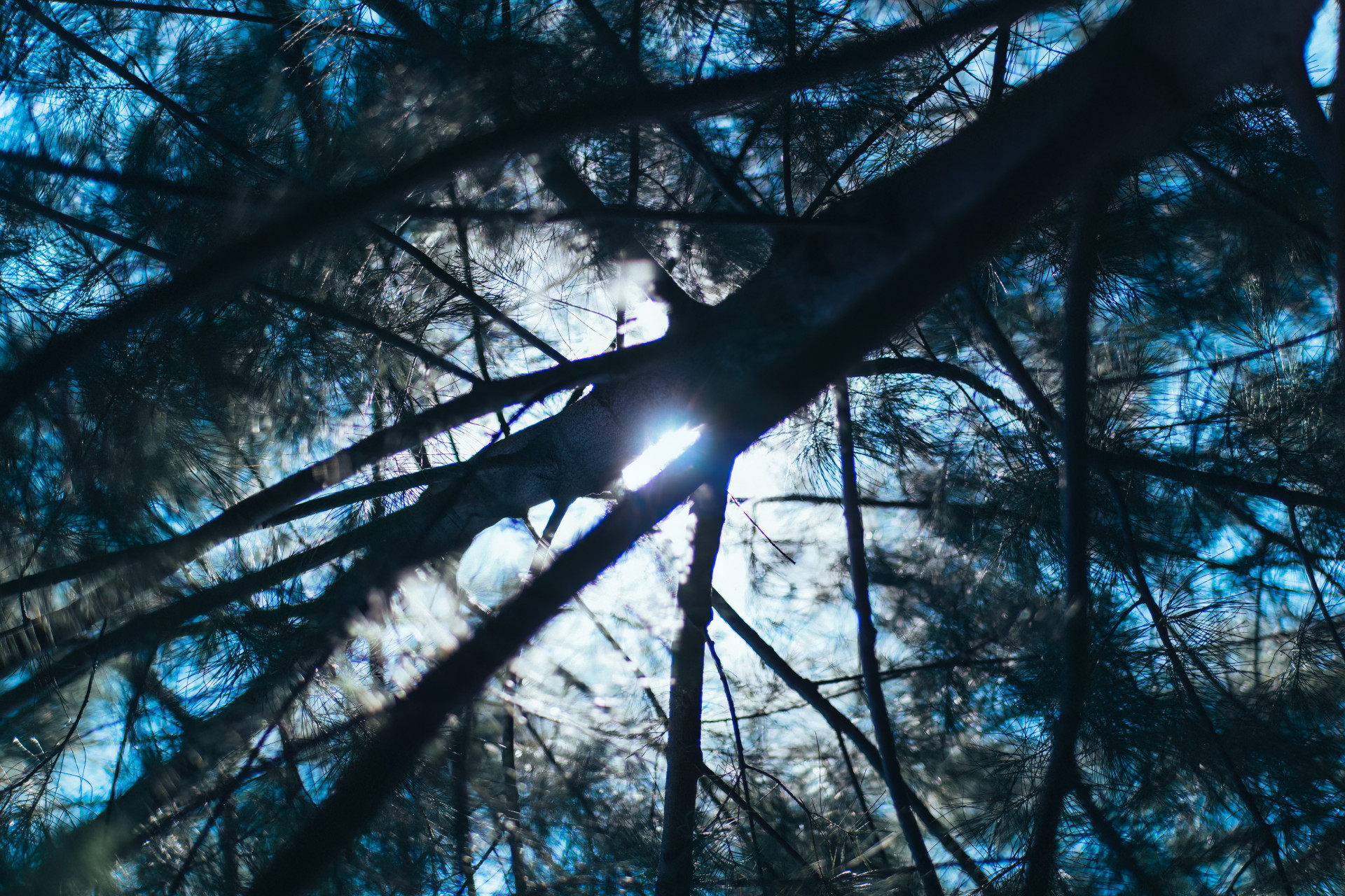 Through the Pines